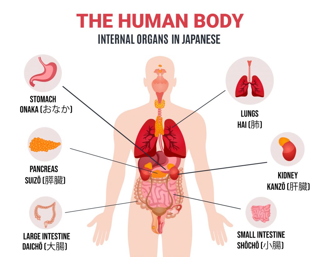 parts of the body in japanese